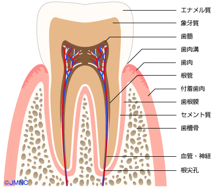 歯ブラシとフッ素