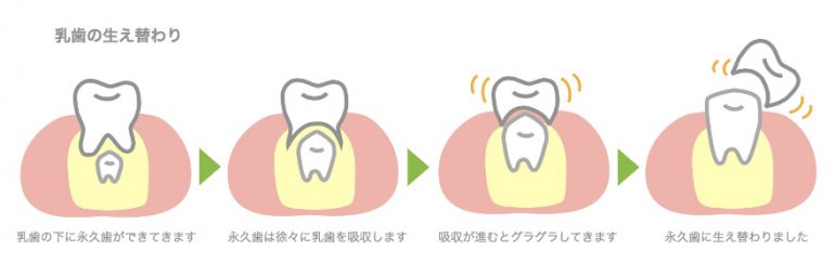 乳歯の生え変わり