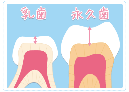 歯というのはとても硬いエナメル質、象牙質、歯髄で構成されています　乳歯と永久歯のエナメル質の厚みも違う