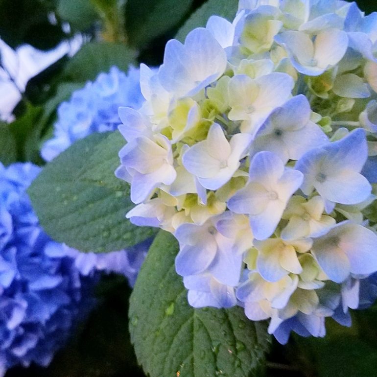 芦屋川聖栄歯科医院・矯正歯科