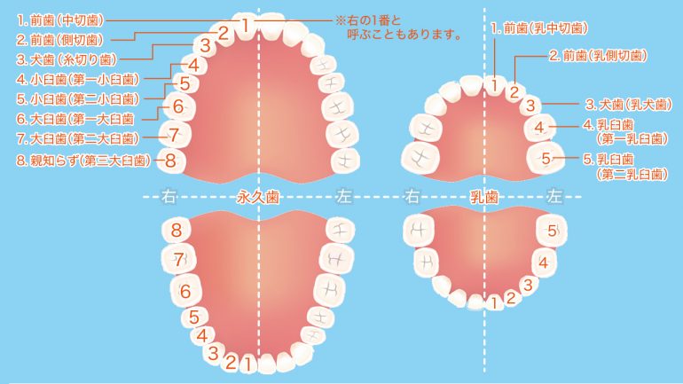 意外と知らない!歯の構造と基礎知識