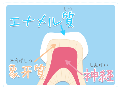 歯というのはとても硬いエナメル質、象牙質、歯髄で構成されています